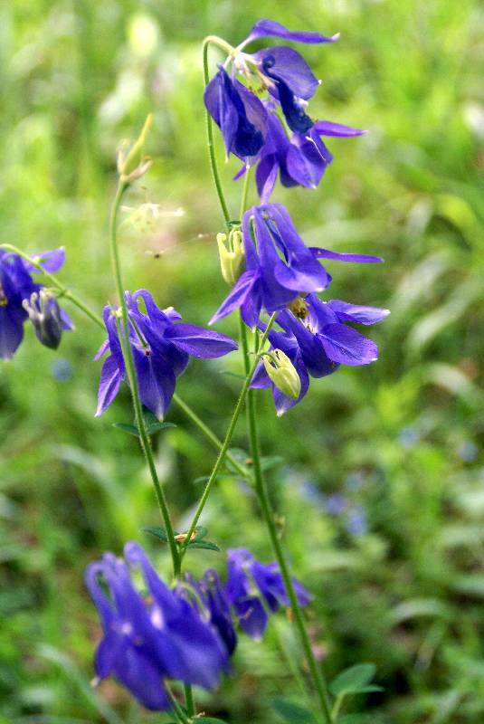 Unser Orchideenpark Bild Nr.083